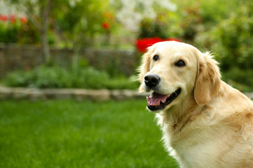 Adorable Labrador sitting on green grass, outdoors
