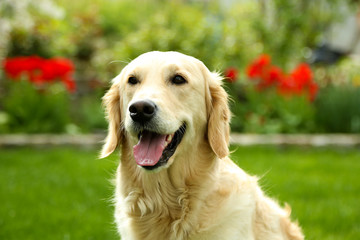 Adorable Labrador sitting on green grass, outdoors