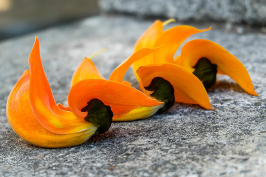 Palas flowers  scattered on the marble floor