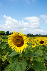Field of sunflowers / Field of sunflowers and blue sky with clouds