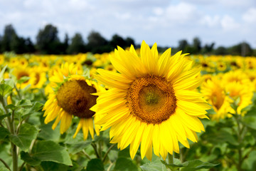 Field of sunflowers / Field of sunflowers and blue sky with clouds