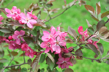 Branch of flowering tree, closeup