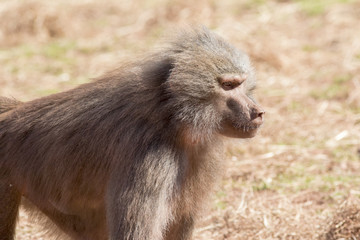 Hamadryas baboon (Papio hamadryas)