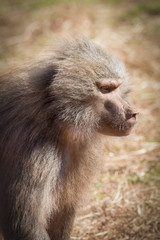 Hamadryas baboon (Papio hamadryas)