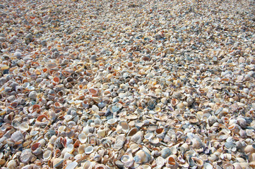 Seashells background