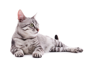 Beautiful cat isolated on white