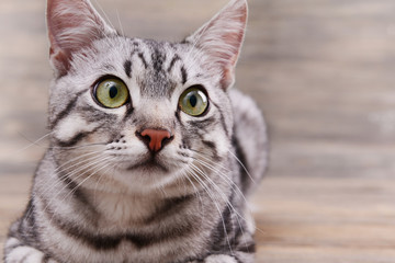 Beautiful cat on wooden background