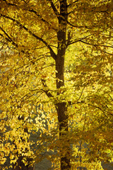 golden fall colors of aspen tree by bright sunny evening