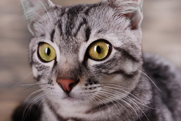 Beautiful cat on wooden background