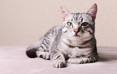 Beautiful cat on beige background