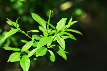 Stem with green leaves, closeup