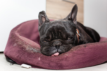 tired french bulldog