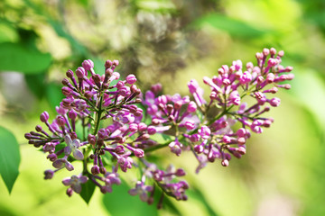 Branch of lilac on blurred background