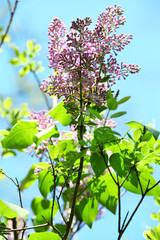 Branch of lilac, closeup