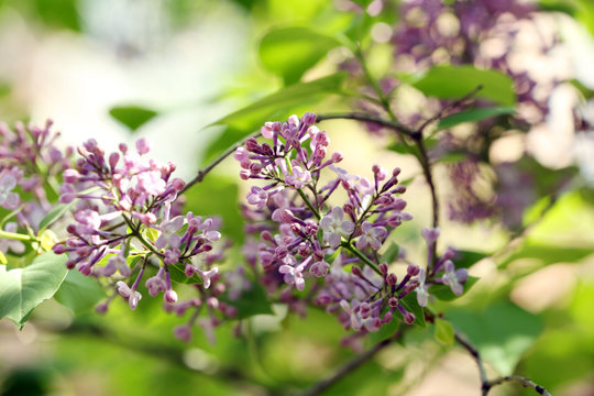 Branch of lilac on blurred background
