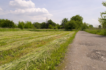 Fototapeta na wymiar Freshly mown grass lying on field in rows