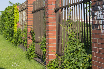 Brick and metal grate fence covered in green vine