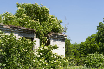 Fototapeta na wymiar Old deserted house overgrown with trees
