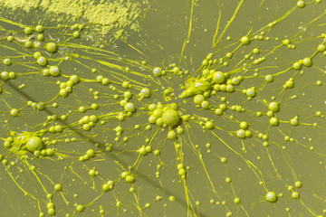 Yellow bacteria colony forming bubbles on contaminated sewage water