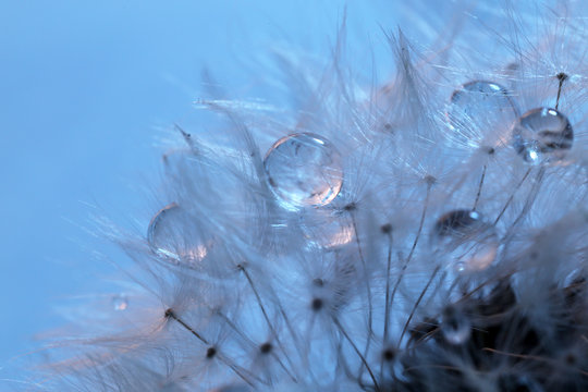 Macro view of dandelion with droplets