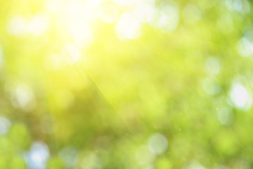 Obraz premium Sunny abstract green nature background, selective focus