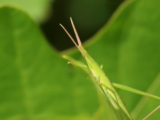 ショウリョウバッタ