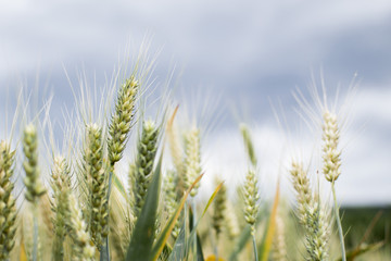 Rye meadow with clouds near forest