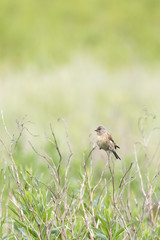 linnet (Carduelis cannabina)
