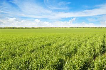 green field and blue sky with light clouds