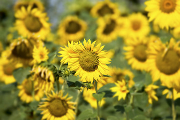 Sunflower field developing flowers, detail