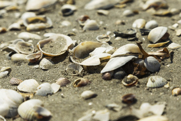 Fototapeta na wymiar Seashells on seashore