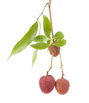 fresh lychees on white background