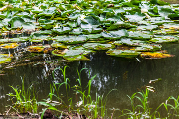 Lotussee in China