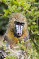 Mandrill (Mandrillus sphinx)