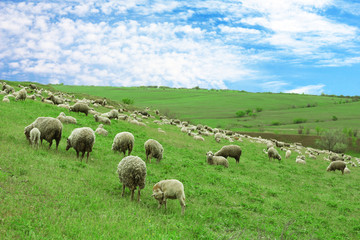 Fototapeta na wymiar Sheeps grazing in meadow
