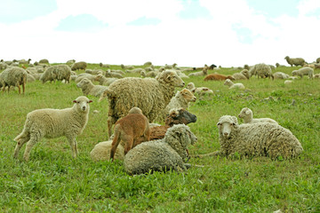Fototapeta premium Sheeps grazing in meadow