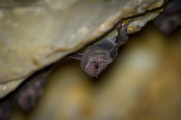 Long-winged Tomb Bat(Taphozous longimanus) 