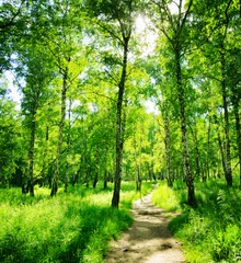 Raamstickers Berkenbos op een zonnige dag. Groene bossen in de zomer © efired