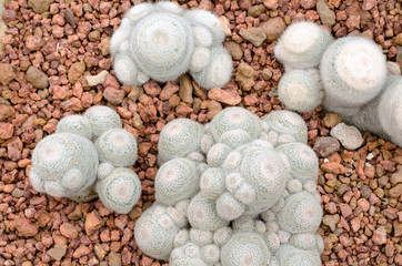 Mammillaria cactus plant (mammillaria herrerae)