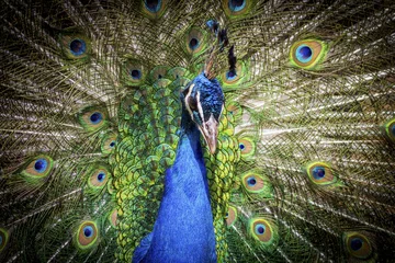Sheer curtains Peacock peacock