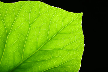 Tree green leaf close up