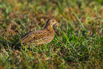 Female Rain Quail (Coturnix coromandelica) in nature 