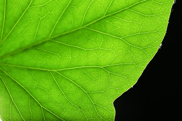 Fototapeta na wymiar Tree green leaf close up