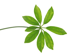 Obraz premium Tree leaves isolated on white