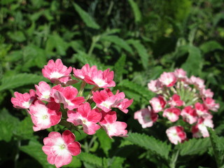 桃色のバーベナ