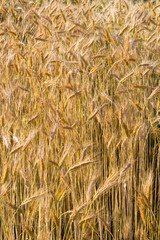 texture of barley/background texture of barley field harvest summer