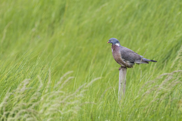 Wood Pigeon (Columba palumbus)