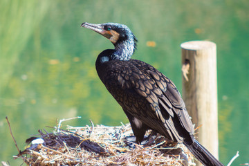 Great Cormorant (Phalacrocorax carbo)