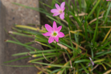 Rain lily flower