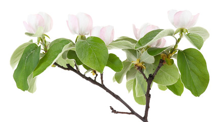 Apple tree branch with blossoms, isolated on white